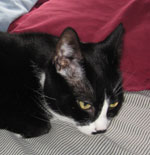 Groucho The Cat