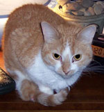 Shiva (aka Tripod)