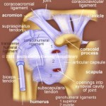 shoulder-joint-ligaments