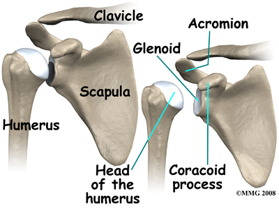 Shoulder Dislocation Anatomy