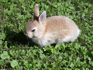 We may look cute-- but our rabbits will rip your face!