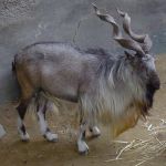 571px-Capra_falconeri_hepteneri