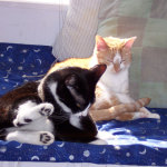 Shiva & Groucho