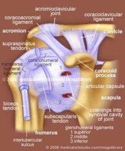 shoulder-joint-ligaments